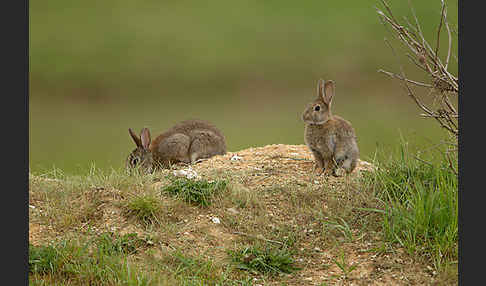 Wildkaninchen (Oryctolagus cuniculus)