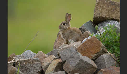 Wildkaninchen (Oryctolagus cuniculus)