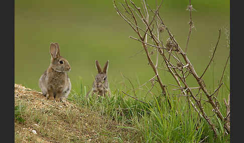 Wildkaninchen (Oryctolagus cuniculus)