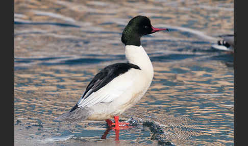 Gänsesäger (Mergus merganser)