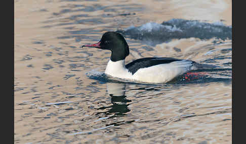 Gänsesäger (Mergus merganser)