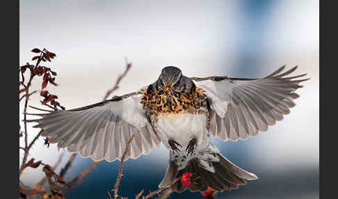 Wacholderdrossel (Turdus pilaris)