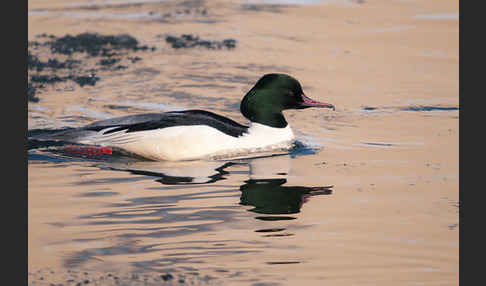 Gänsesäger (Mergus merganser)