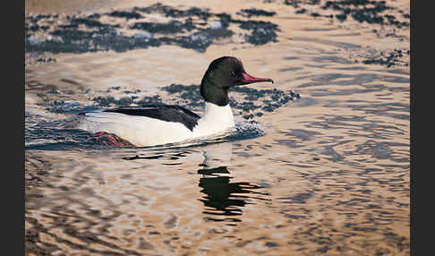 Gänsesäger (Mergus merganser)