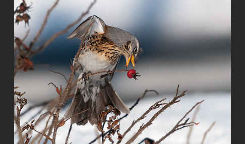 Wacholderdrossel (Turdus pilaris)