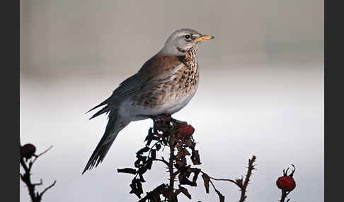 Wacholderdrossel (Turdus pilaris)