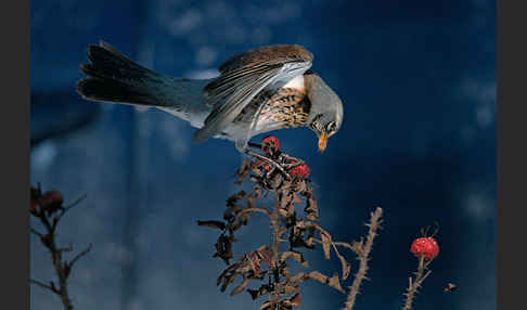 Wacholderdrossel (Turdus pilaris)