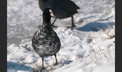 Blessralle (Fulica atra)