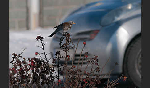 Wacholderdrossel (Turdus pilaris)