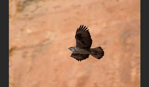 Habichtsadler (Aquila fasciata)