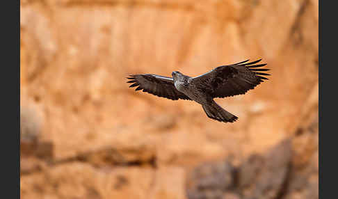 Habichtsadler (Aquila fasciata)