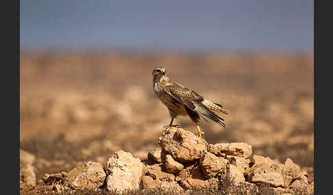 Adlerbussard sspec. (Buteo rufinus cirtensis)