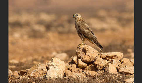 Adlerbussard sspec. (Buteo rufinus cirtensis)