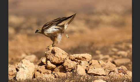 Adlerbussard sspec. (Buteo rufinus cirtensis)