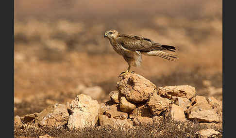 Adlerbussard sspec. (Buteo rufinus cirtensis)