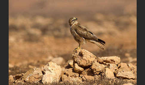 Adlerbussard sspec. (Buteo rufinus cirtensis)