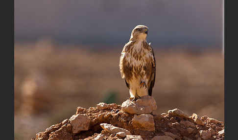 Adlerbussard sspec. (Buteo rufinus cirtensis)