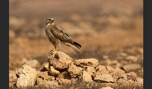 Adlerbussard sspec. (Buteo rufinus cirtensis)