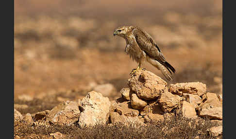 Adlerbussard sspec. (Buteo rufinus cirtensis)