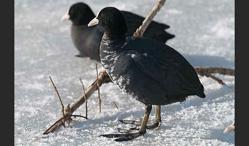 Blessralle (Fulica atra)