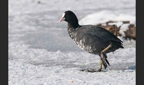 Blessralle (Fulica atra)