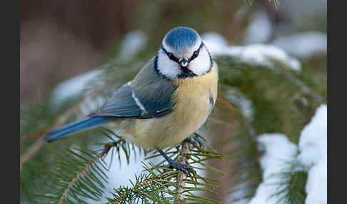 Blaumeise (Parus caeruleus)