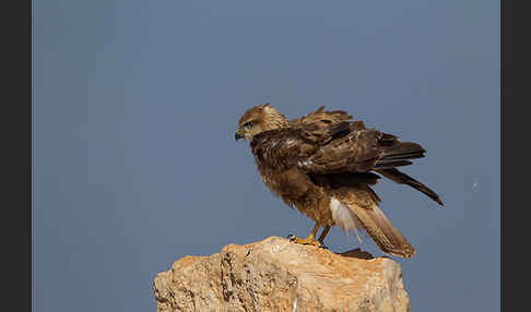 Adlerbussard sspec. (Buteo rufinus cirtensis)