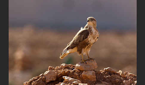 Adlerbussard sspec. (Buteo rufinus cirtensis)