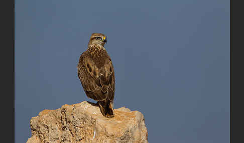 Adlerbussard sspec. (Buteo rufinus cirtensis)