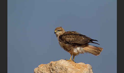 Adlerbussard sspec. (Buteo rufinus cirtensis)