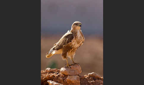 Adlerbussard sspec. (Buteo rufinus cirtensis)