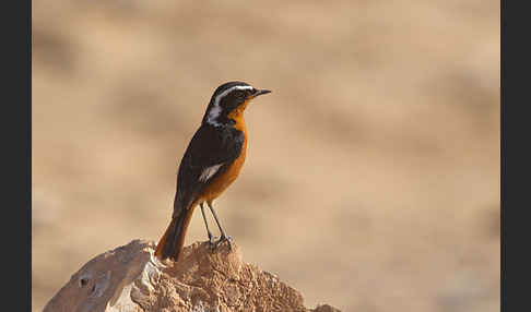 Diademrotschwanz (Phoenicurus moussieri)