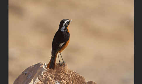 Diademrotschwanz (Phoenicurus moussieri)