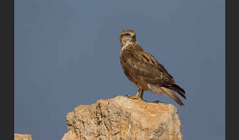 Adlerbussard sspec. (Buteo rufinus cirtensis)