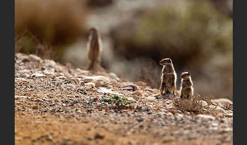 Atlashörnchen (Atlantoxerus getulus)