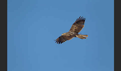 Habichtsadler (Aquila fasciata)