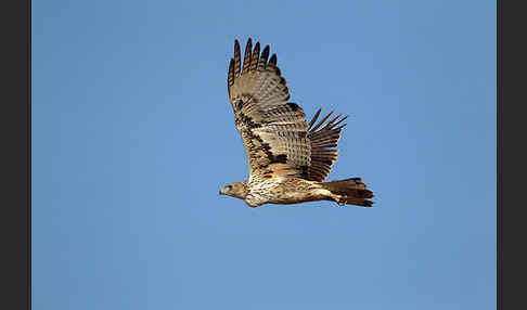 Habichtsadler (Aquila fasciata)