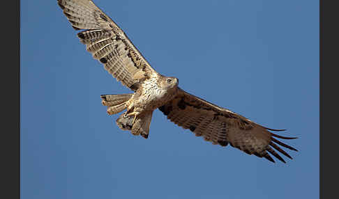 Habichtsadler (Aquila fasciata)