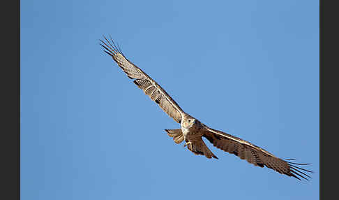 Habichtsadler (Aquila fasciata)