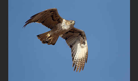 Habichtsadler (Aquila fasciata)