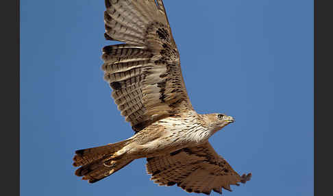 Habichtsadler (Aquila fasciata)