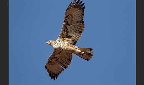 Habichtsadler (Aquila fasciata)