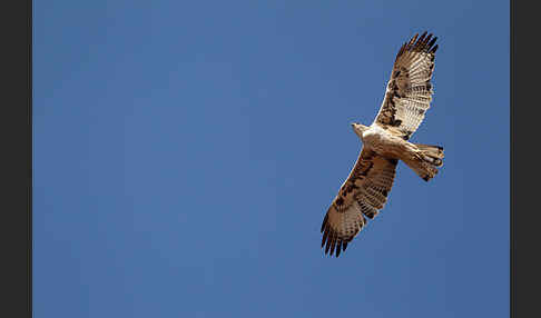 Habichtsadler (Aquila fasciata)