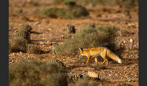 Rotfuchs (Vulpes vulpes)