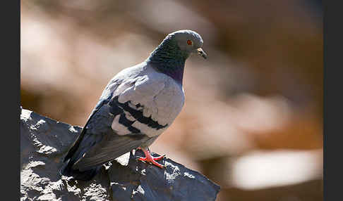 Felsentaube (Columba livia)