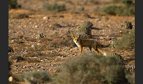 Rotfuchs (Vulpes vulpes)