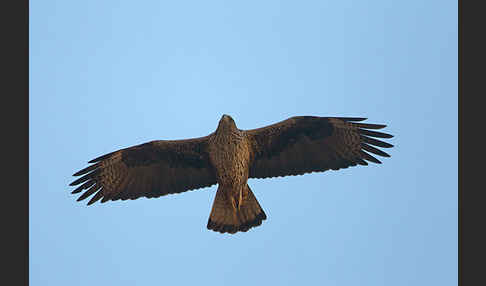 Habichtsadler (Aquila fasciata)