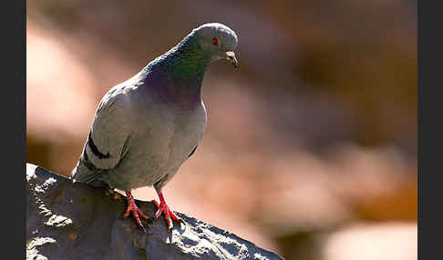 Felsentaube (Columba livia)