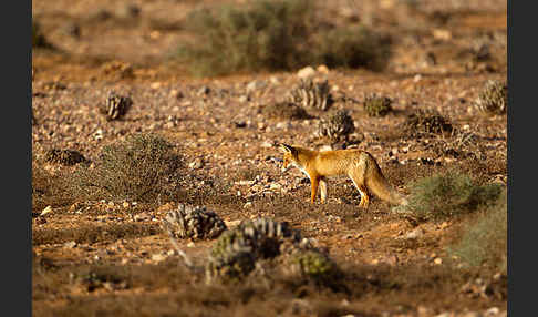 Rotfuchs (Vulpes vulpes)