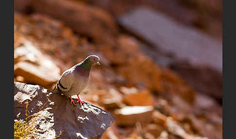 Felsentaube (Columba livia)